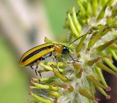 Acalymma vittatum by Jacy Lucier. Used under a CC BY-SA 4.0 license.