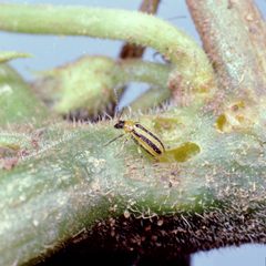 Acalymma vittatum 1234090 by Clemson University - USDA Cooperative Extension Slide Series,. Used under a Public domain license.