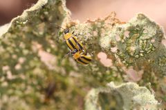 Acalymma vittatum 5303048 by Whitney Cranshaw, Colorado State University. Used under a CC BY 3.0 us license.