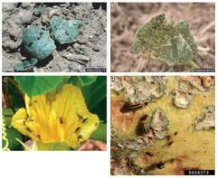 Acalymma vittatum Cucumber by All photos except 2c, by Whitney Cranshaw, Colorado State University, Bugwood.org. Photo 2c by D. Gordon E. Robertson, Ottawa, Ontario.. Used under a CC BY-SA 4.0 license.