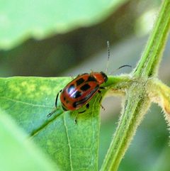 Cerotoma trifurcata by Jacy Lucier. Used under a CC BY-SA 4.0 license.