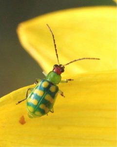 Diabrotica balteata by Russ Ottens, University of Georgia, Bugwood.org. Used under a CC BY 3.0 license.