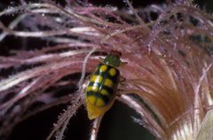 Diabrotica balteata 4 by Frank Peairs, Colorado State University, Bugwood.org. Used under a CC BY 3.0 license.