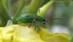 Diabrotica barberi by Jacy Lucier. Used under a CC BY-SA 4.0 license.
