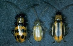 Diabrotica undecimpunctata howardi and D. barberi and D. virgifera virgifera by R.L. Croissant, Bugwood.org. Used under a CC BY 3.0 license.