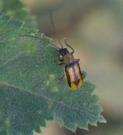 Diabrotica virgifera P1100311a by 
xpda. Used under a CC BY-SA 4.0 license.