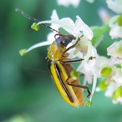 Diabrotica virgifera side by Siga. Used under a CC BY-SA 4.0 license.