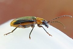 Diabrotica virgifera side3 by Siga. Used under a CC BY-SA 3.0 license.