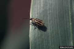 Diabrotica virgifera virgifera by Whitney Cranshaw, Colorado State University, United States. Used under a CC BY 3.0 license.