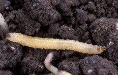Diabrotica virgifera virgifera larvae by Scott Bauer, USDA Agricultural Research Service, United States. Used under a CC BY 3.0 license.