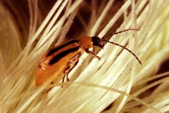 Western corn rootworm by wikipedia. Used under a Public domain license.