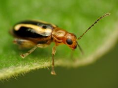 Synetocephalus bivittatus by Katja Schulz. Used under a CC BY 2.0 license.