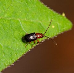 Aulacothorax copalina 262722994 by Justin Williams. Used under a CC BY 4.0 license.