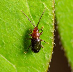 Aulacothorax copalina 262723001 by Justin Williams. Used under a CC BY 4.0 license.