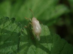 Syneta albida 71386757 by Nolan Exe. Used under a CC BY 4.0 license.