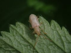 Syneta albida 71386794 by Nolan Exe. Used under a CC BY 4.0 license.