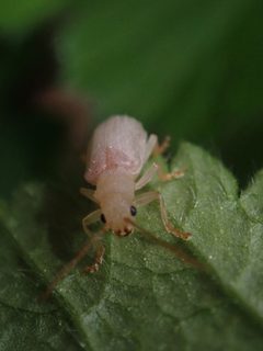 Syneta albida 71386839 by Nolan Exe. Used under a CC BY 4.0 license.