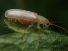 Syneta albida 71386881 by Nolan Exe. Used under a CC BY 4.0 license.