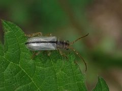 Syneta albida 71387138 by Nolan Exe. Used under a CC BY 4.0 license.