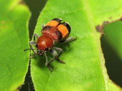 Checkered Beetle - Flickr - treegrow by Katja Schulz from Washington, D. C., USA. Used under a CC BY 2.0 license.