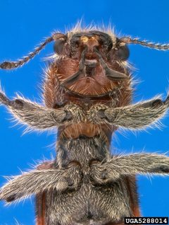 Enoclerus ichneumoneus by Erich G. Vallery, USDA Forest Service - SRS-4552, United States. Used under a CC BY 3.0 us license.