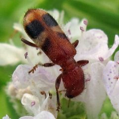 Enoclerus rosmarus by Jacy Lucier. Used under a CC BY-SA 4.0 license.