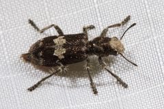 Enoclerus sphegeus by Ken-ichi Ueda. Used under a CC BY 4.0 license.
