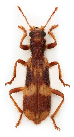 Opilo domesticus by Stanislav Snäll. Used under a CC BY 3.0 license.