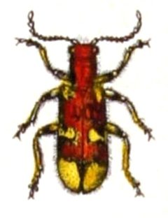 Opilo.mollis.-.calwer.28.07 by Emil Hochdanz
. Used under a Public domain license.