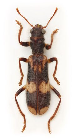 Opilo mollis by Stanislav Snäll. Used under a CC BY 3.0 license.