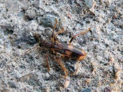 Opilo mollis 01 by Syrio. Used under a CC BY-SA 4.0 license.