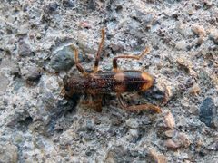 Opilo mollis 02 by Syrio. Used under a CC BY-SA 4.0 license.
