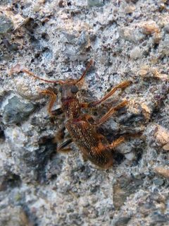 Opilo mollis 03 by Syrio. Used under a CC BY-SA 4.0 license.
