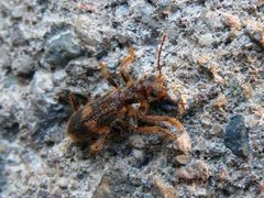 Opilo mollis 04 by Syrio. Used under a CC BY-SA 4.0 license.