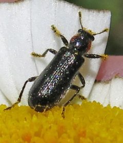 Placopterus thoracicus by Jacy Lucier. Used under a CC BY-SA 4.0 license.