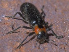 Placopterus thoracicus P1420349a by 
xpda. Used under a CC BY-SA 4.0 license.