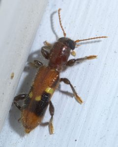 Priocera castanea P1650472a by
xpda. Used under a CC BY-SA 4.0 license.