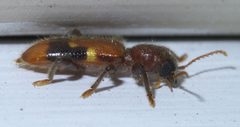 Priocera castanea P1650473a by
xpda. Used under a CC BY-SA 4.0 license.