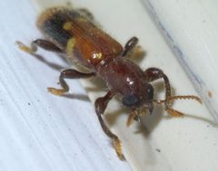Priocera castanea P1650475a by
xpda. Used under a CC BY-SA 4.0 license.