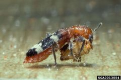 Thanasimus dubius Attacking Prey by Gerald J. Lenhard, Bugwood.org. Used under a CC BY 3.0 us license.