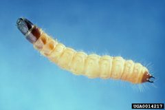 Thanasimus dubius larva by Gerald J. Lenhard, Bugwood.org. Used under a CC BY 3.0 us license.