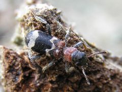 Thanasimus formicarius bialowieza forest beentree by wikipedia. Used under a CC BY-SA 3.0 license.