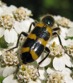 Trichodes nuttalli by Jacy Lucier. Used under a CC BY-SA 4.0 license.