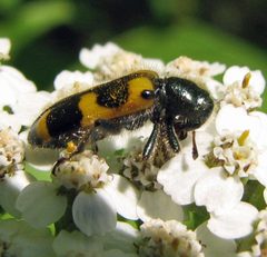Trichodes nuttalli 1 by Jacy Lucier. Used under a CC BY-SA 4.0 license.