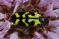 Trichodes ornatus-1 by Eugene Zelenko. Used under a CC BY-SA 4.0 license.