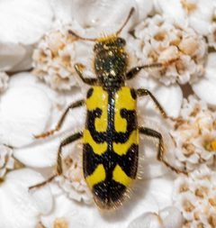 Trichodes ornatus 196891901 by Don Loarie. Used under a CC BY 4.0 license.