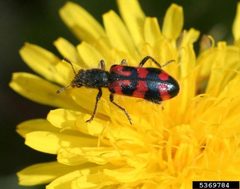 Trichodes ornatus on a flower by Whitney Cranshaw, Colorado State University, Bugwood.org. Used under a CC BY 3.0 us license.