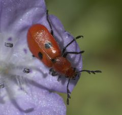 Pelonides quadrinotata P1040072a by 
xpda. Used under a CC BY-SA 4.0 license.