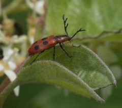 Pelonides quadrinotata P1050715a by 
xpda. Used under a CC BY-SA 4.0 license.