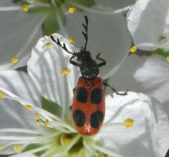 Pelonides quadripunctata P1580281a by 
xpda. Used under a CC BY-SA 4.0 license.